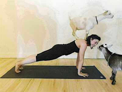 Baby Goat Yoga - September 13 at 3:00pm