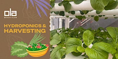 Ola Beach Club - Hydroponics Workshop