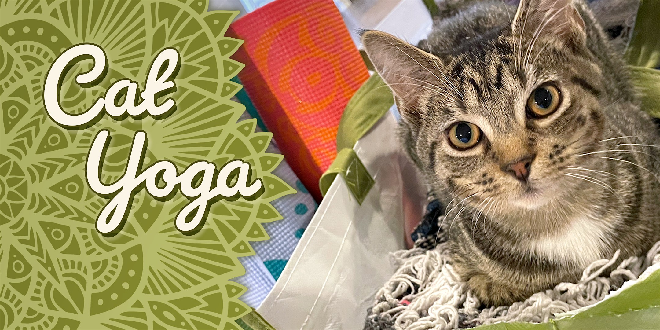 Cat Yoga at Catfé Lounge!