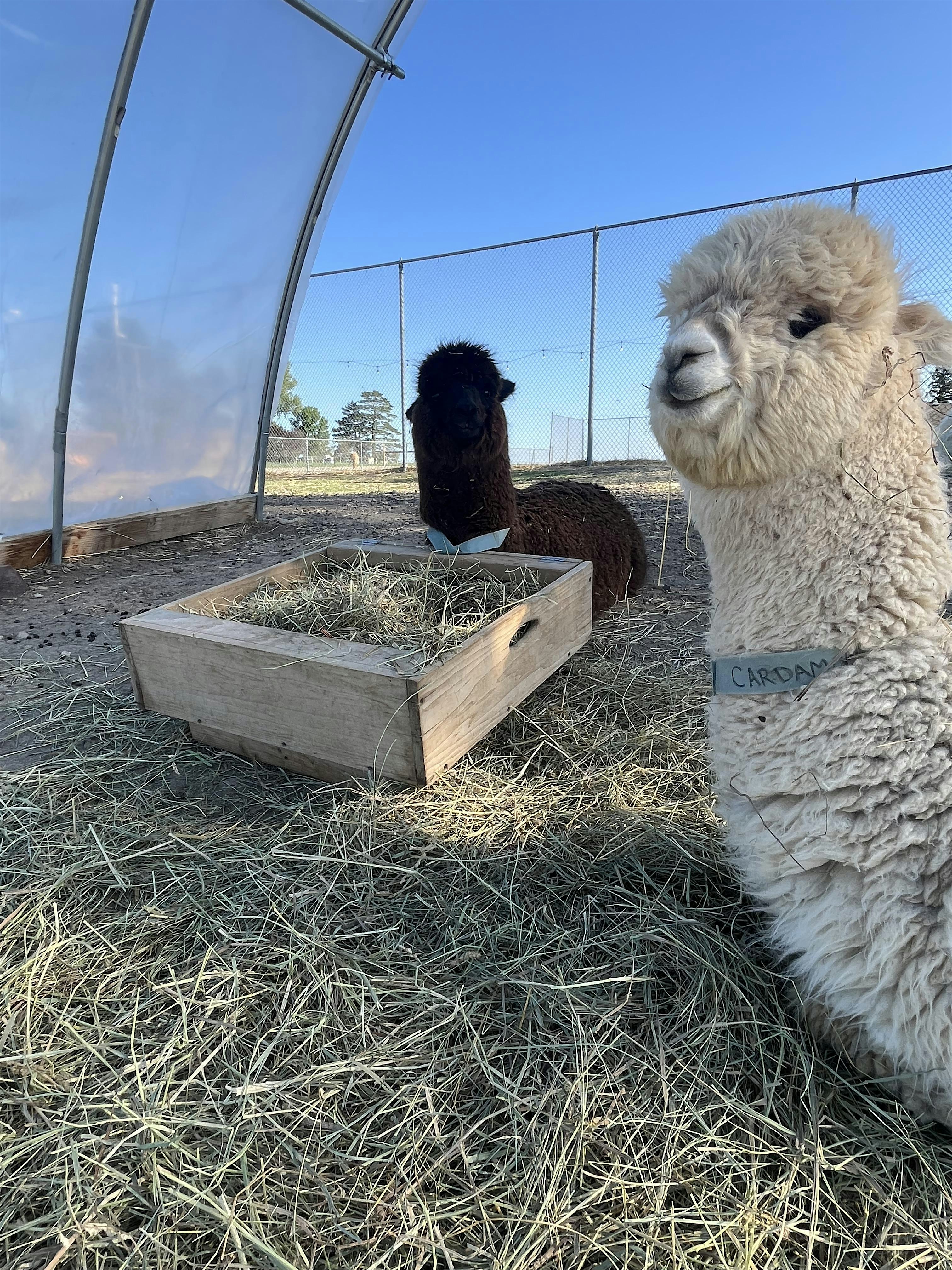 Hungry? Alpaca Picnic! Sunset Edition!