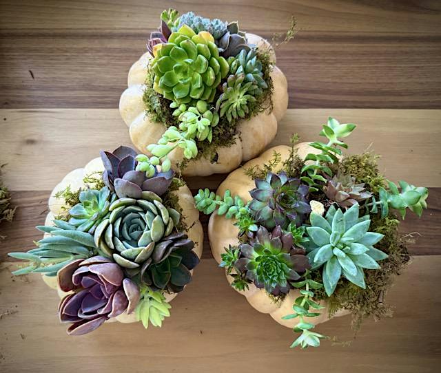 Succulent Pumpkins @ Bigsby's Folly Craft Winery