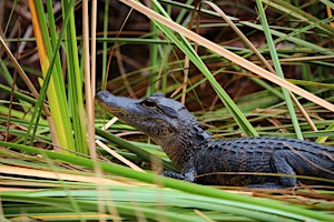Everglades National Park Day Trip with Roundtrip Transfer from South Beach