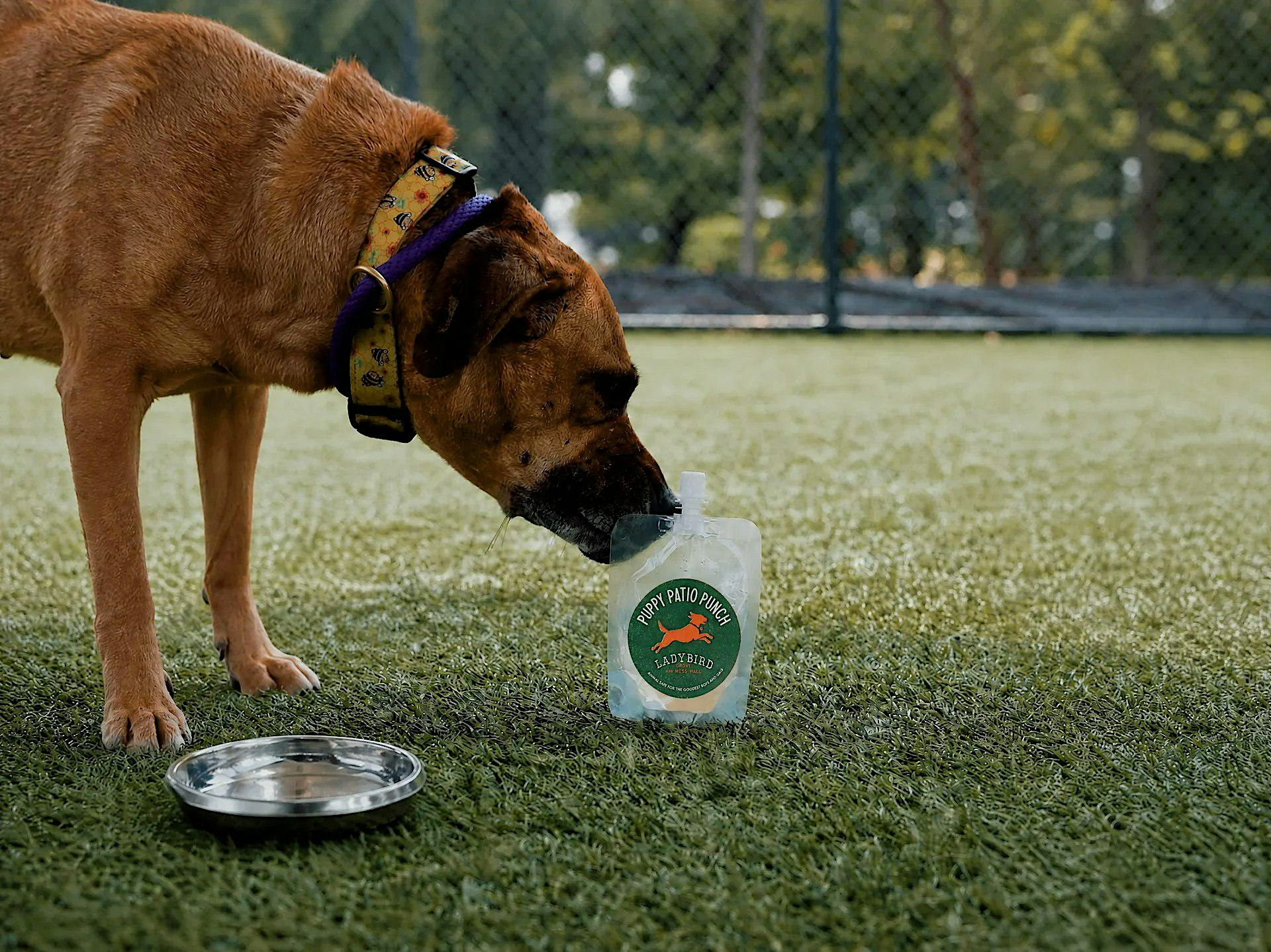 Bark Ranger Foster Social With Atlanta Humane