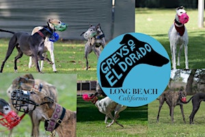 Greys of El Dorado's  annual picnic Greyhound only off leash park is back!!