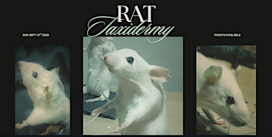 Rat Taxidermy Workshop