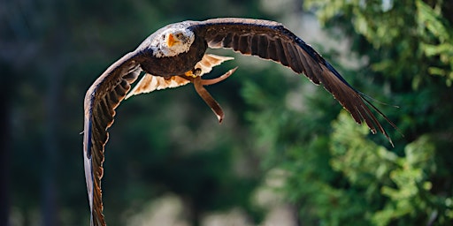 Blickkontakt – Tierfotografie mit Sony