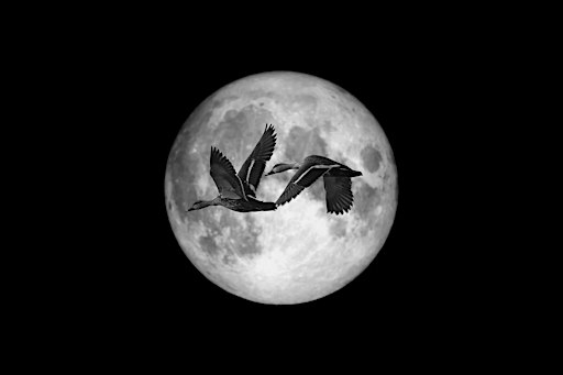 WORLD MIGRATORY BIRD DAY