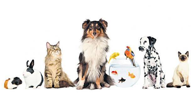 Mascotas Felices