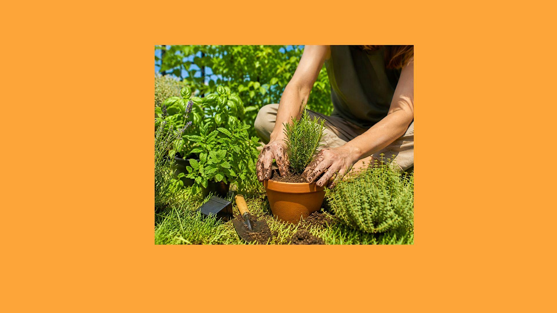 Reducí tu estrés. Conectá con las plantas.