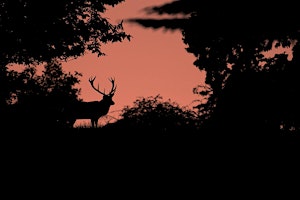 Wex Workshops: Red Deer Rut Photography at Tatton Park