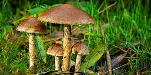 Herfstmiddagwandeling op 15 nov  om 14.00 in  Broekpolder Vlaardingen