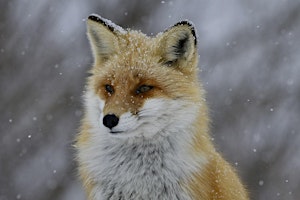 For Your Inspiration: Into the wild