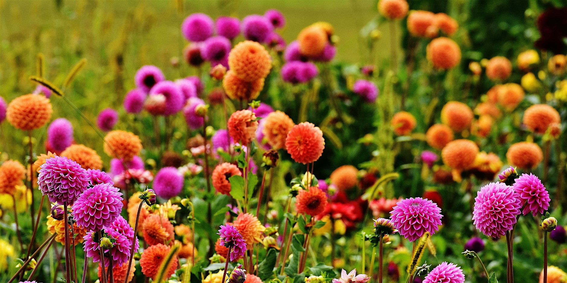 Reuse in Bloom: A Fall Floral Workshop