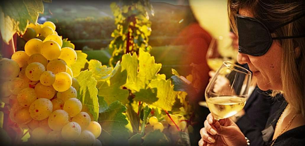 Il Riesling: il suo fascino e la sua irresistibile intensità