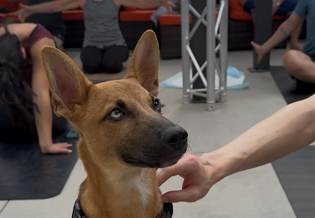 Rescue Puppy Yoga with Live DJ - The Werks