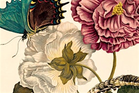 The Art of Observing Nature Workshop: inspired by Maria Sibylla Merian