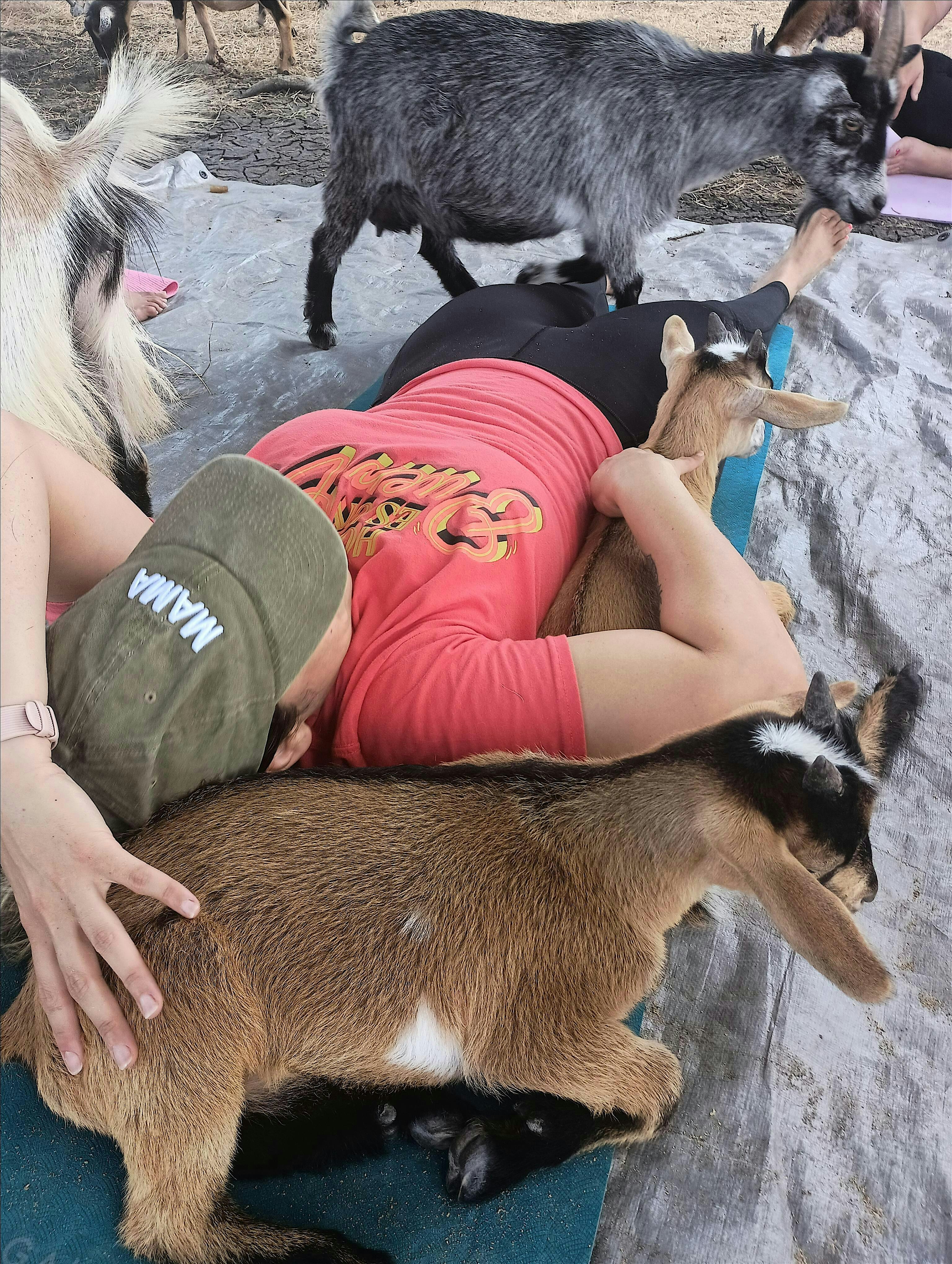 Cuddle Playdate with Goats