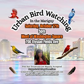 Urban Bird Watching in the Marigny
