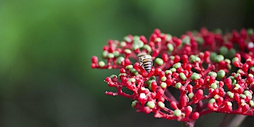 A Walk in God's Garden: Dairy Farm Nature Park (17 Oct 26)