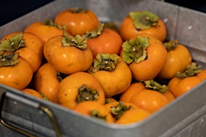 2026 Persimmon Field Day
