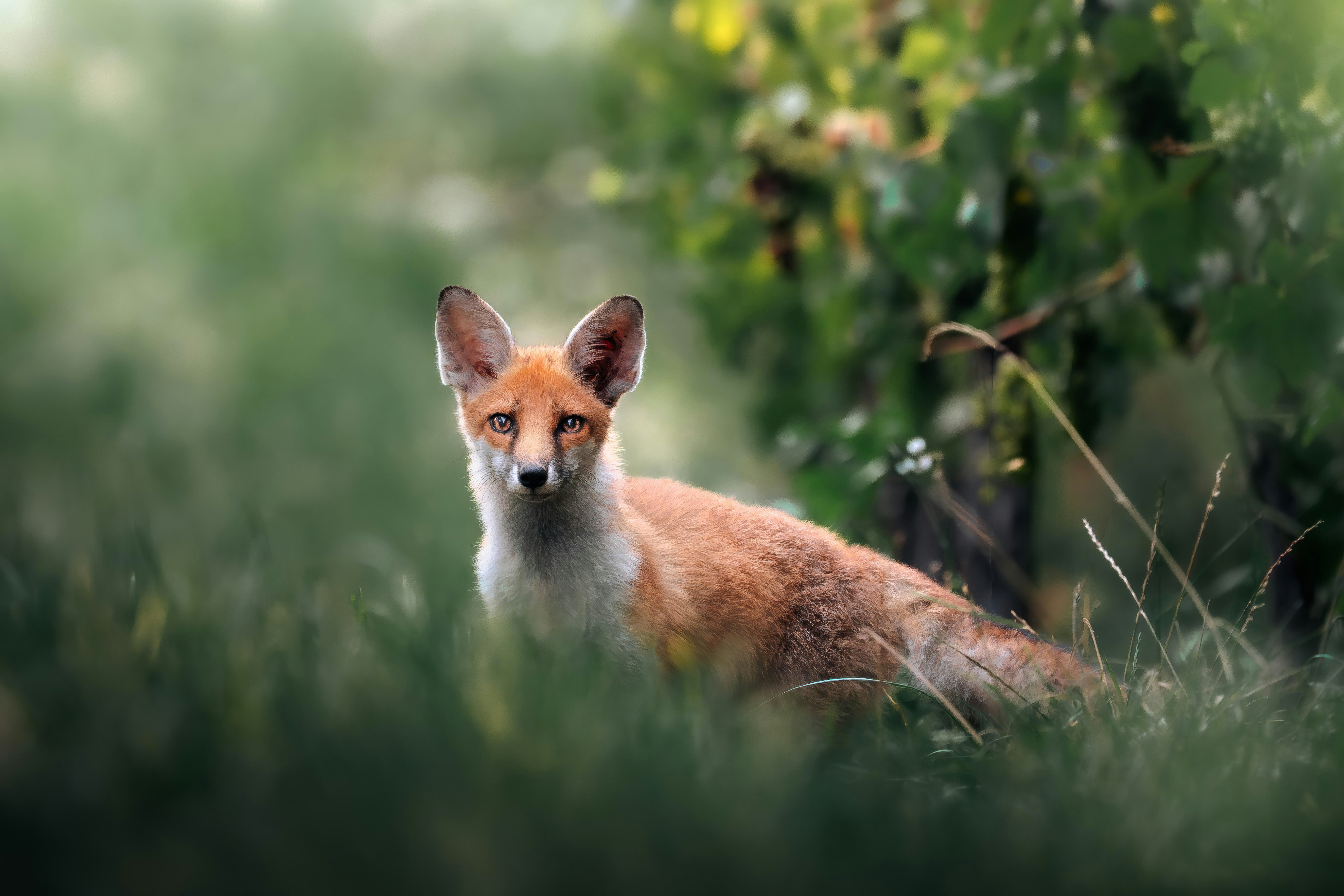 La photographie animalière avec DxO PureRAW par Marc Schoeffel