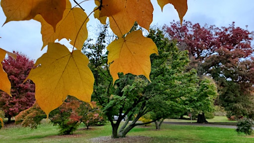 Autumn Equinox Forest Bathing