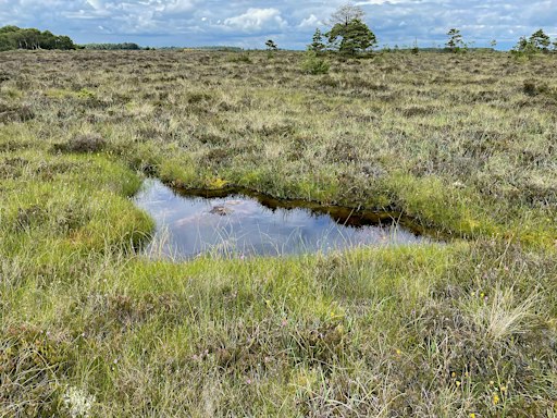 The Nature Restoration Regulation: last best hope for peatland rewilding?
