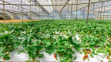 Hydroponics Symposium - Friday, November 6, 2026