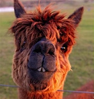 Pilates and Pacas