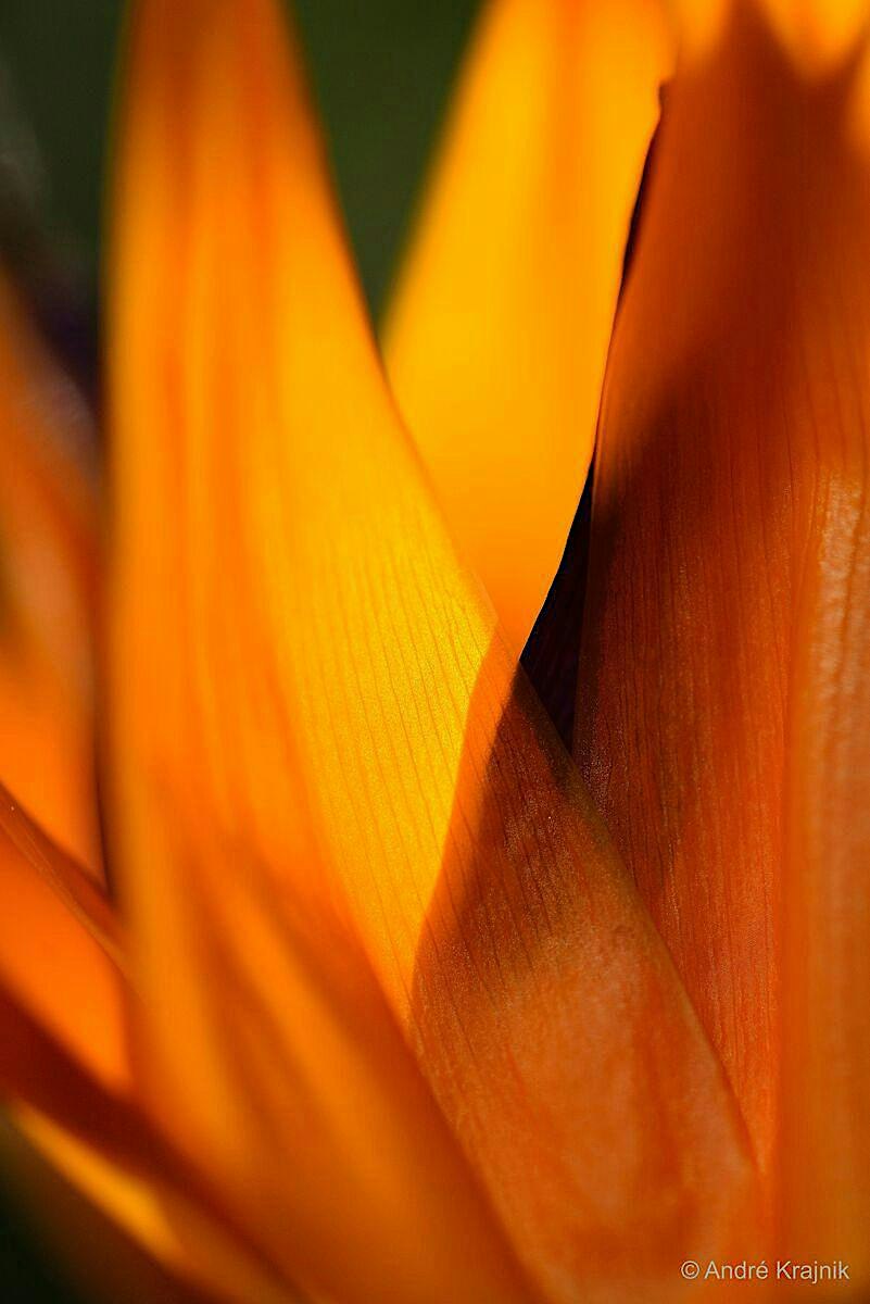 Kreative Blüten-Fotografie im Botanischen Garten