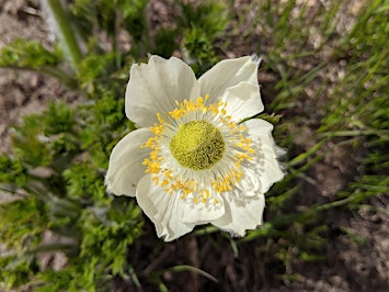 Fall Women's Nature Circle - Spiritual Herbalism Group