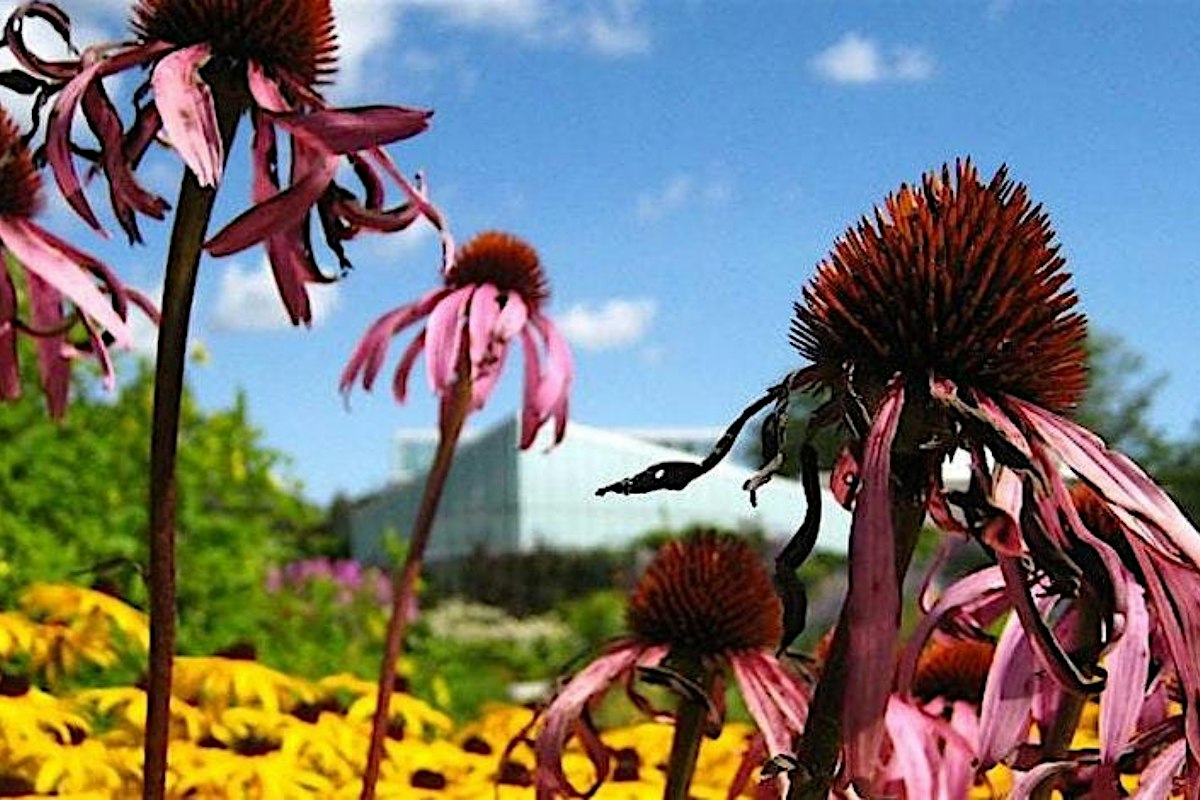 SOLD OUT: Native Plant Series: Collecting Native Seed