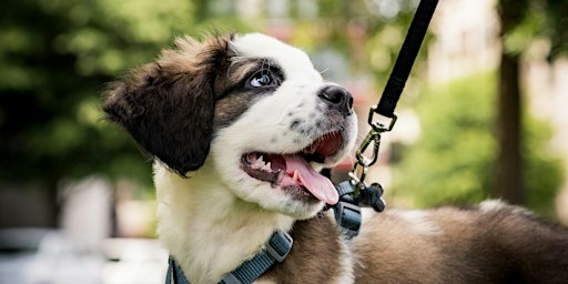 Individuele wandelconsultatie: Rustig op stap met je hond