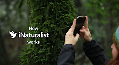 Citizen Science For Everyone: Intro to iNaturalist & Plant ID Ramble