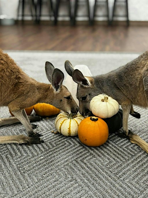 KangaBOO at Kangaroo Ranch Studio (indoor)