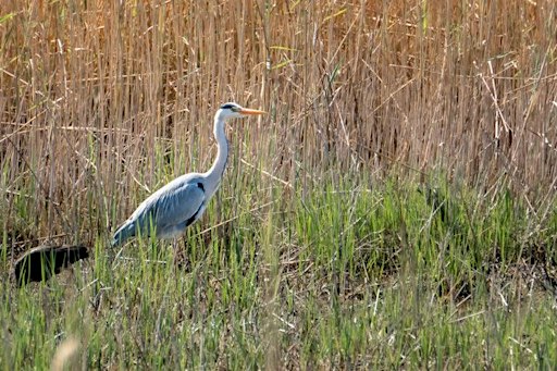 Sortida de natura per conèixer el Delta del Llobregat