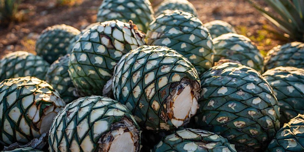 Spirits Class: Tequila - Tradition and Innovation