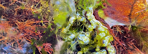 Closer to algae: Observing, touching, and making-with