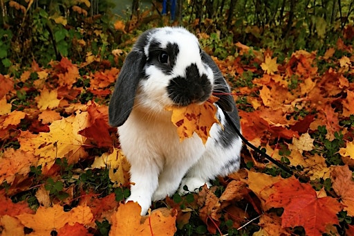 Pumpkin Patch at the Barn