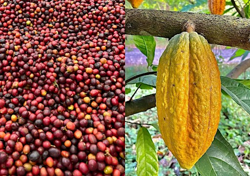 ☕ Café & Chocolat : voyage au cœur des fèves