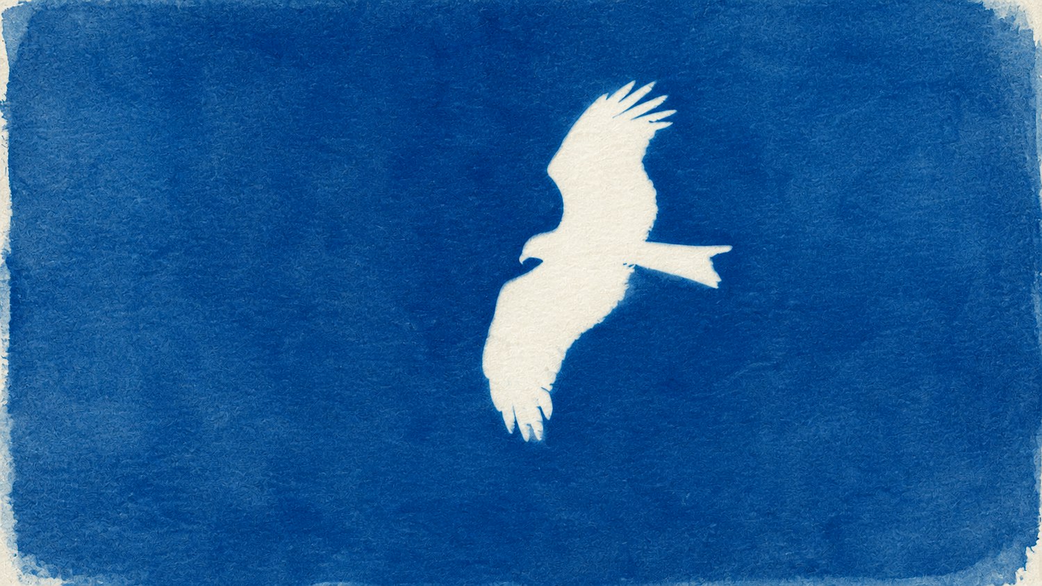 藍曬工作坊  Cyanotype Workshop