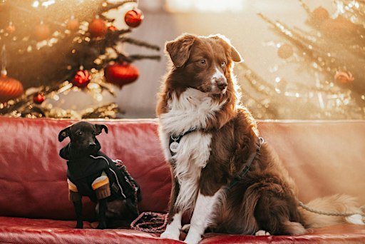 "Hundeaktivtag-Indoor XXL-Hamburg"   X-mas Erlebnisparcours & Hundemesse