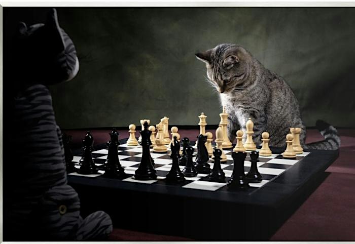 Beginner chess with cats in NYC
