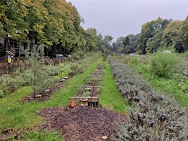 Les plantes mal-aimées