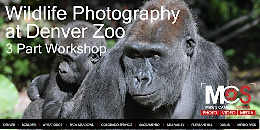 3 Part Wildlife Photography  Workshop at  Denver Zoo