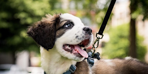 Het wandelvragenuurtje: Volwassen honden