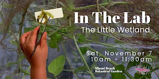 In the Lab: The Little Wetland