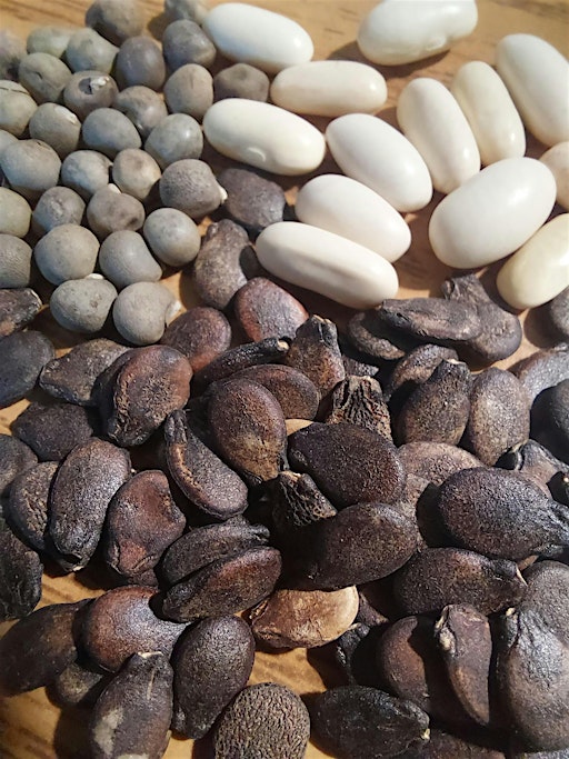 Seed Saving