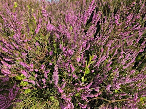 Autumn Women's Circle